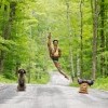 Jacob's Pillow, MA - Michaela DePrince